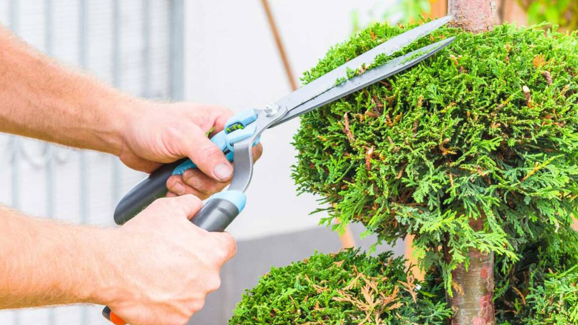 Proven Fact: Gardening Helps Immune System