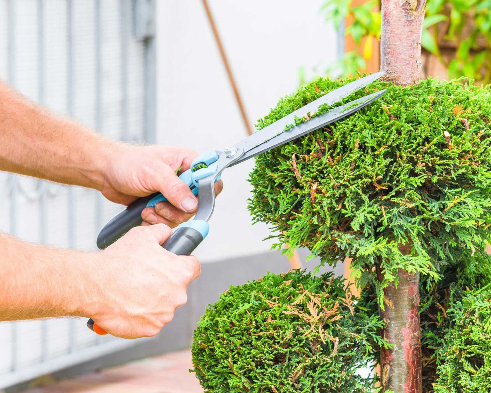 Proven Fact: Gardening Helps Immune System